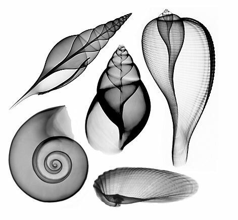 Biocompatibilità e rispetto dell'ambiente